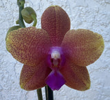 Phalaenopsis FRAGRANT. TWO Spikes. Orchid Plant. Orchids