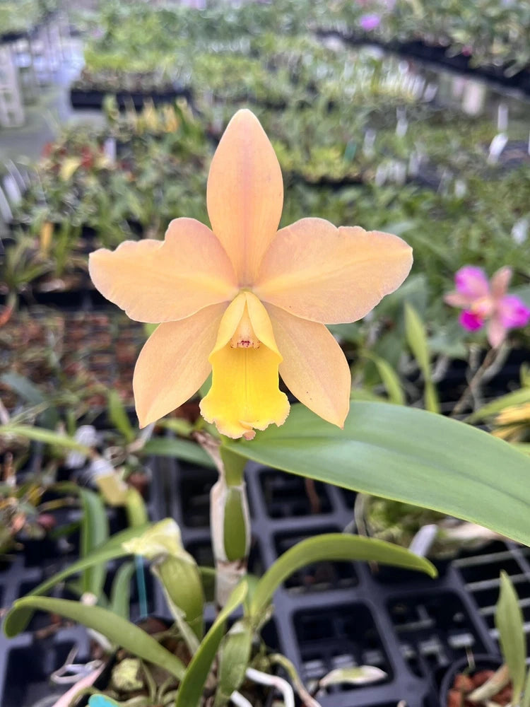 Peach and yellow pot orchid flower with upright petals and yellow center lip