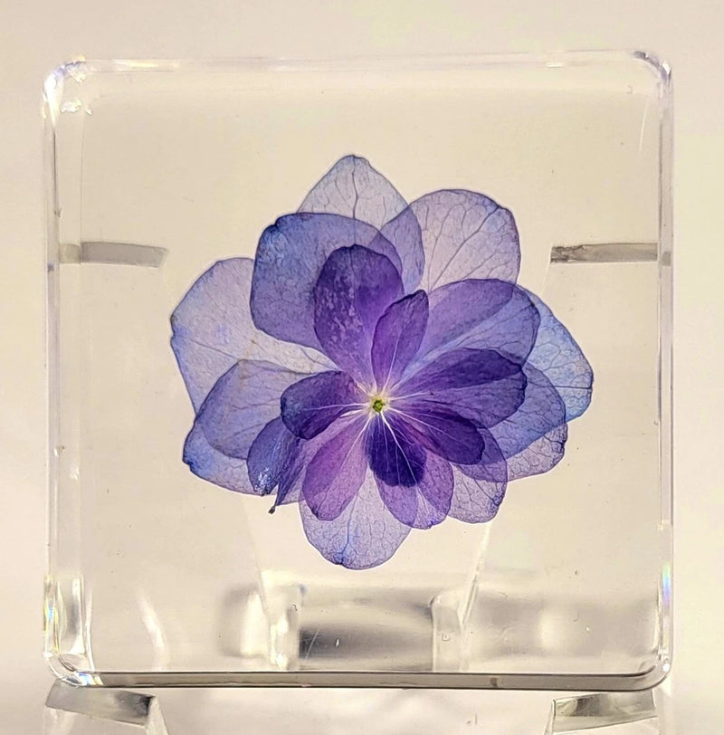 38mm "Nikko Blue" Hortensia Flower in Clear Resin Botany Herb Science Education Hydrangea