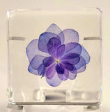 38mm "Nikko Blue" Hortensia Flower in Clear Resin Botany Herb Science Education Hydrangea