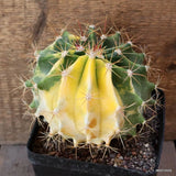 D5145 FEROCACTUS SCHWARZII VARIEGATED pot12-H12-W14 cm MaMa Cactus Green Plant