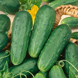 50 HOMEMADE PICKLES CUCUMBER SEEDS NON-GMO FRESH FOR GARDENS Garden Plants
