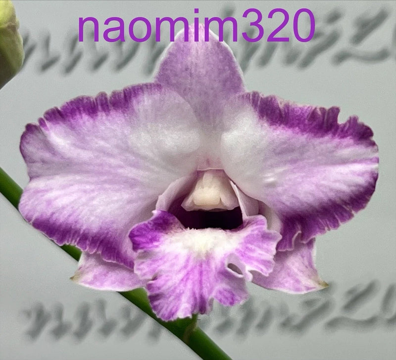 Purple and white orchid bloom with ruffled petals