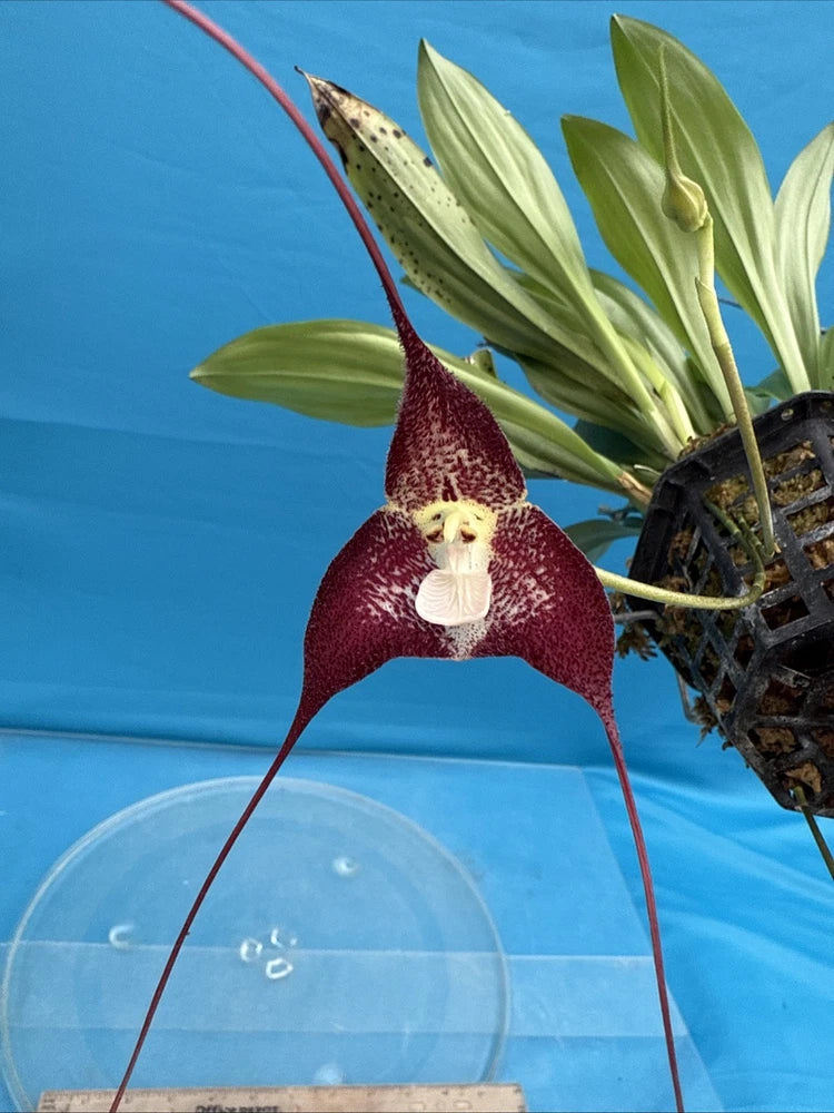 Basket orchid plant with maroon three spikes and ivory center flower
