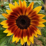 EVENING SUN SUNFLOWER SEEDS 50+ 6-8' annual FLOWER garden helianthus annuus Sunflower