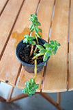 Graptosedum ÒBronze;Ó Succulent; 3Ó planter Orchids