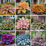100PCS Heart-Shaped Hosta Seeds Perennial Shade Garden for Planting Outdoor... Garden Plants