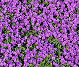 ROCK CRESS PURPLE Aubrieta Deltoidea - 2,200 Bulk Seeds Garden Plants