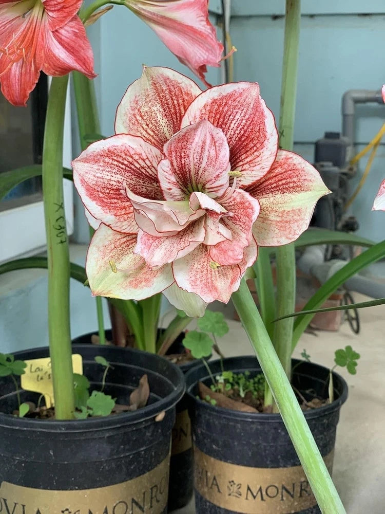 Peach and white lily flower with speckled petals, growing in black nursery pots