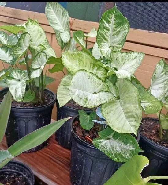 Variegated syngonium plant with green leaves in black plastic pot