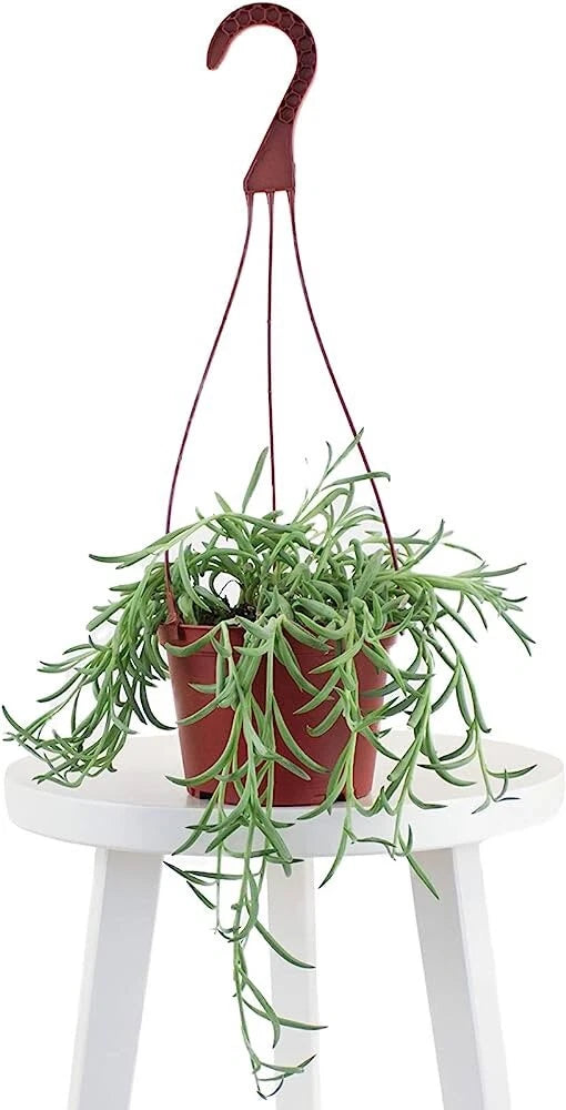 Hanging string of fishhooks succulent in red pot with maroon hanging hook