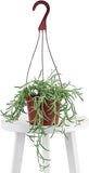 String of Fishhooks Senecio (6 Inch Succulent Hanging ) Orchids
