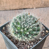 D6429 MAMMILLARIA SP. pot9-H5-W8 cm MaMa Cactus Green Plant