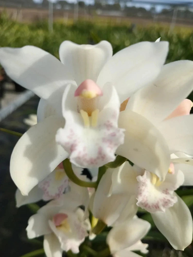 White cymbidium orchid with pink-yellow center flowers in small pot