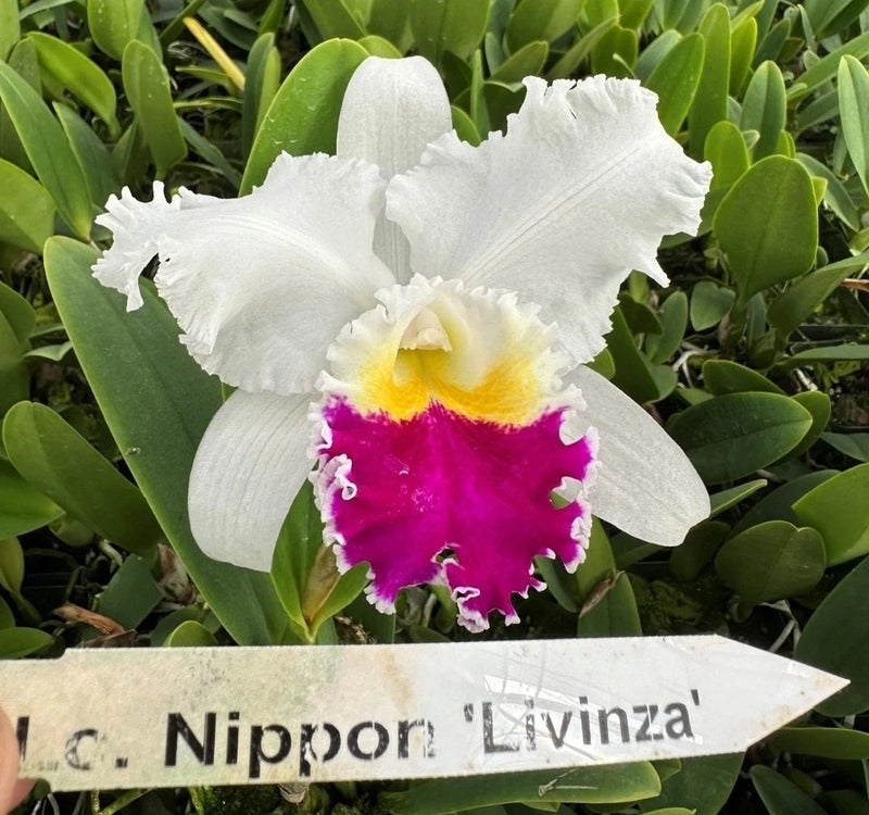 Cattleya orchid bloom with white petals, yellow center, and magenta throat on green leaves