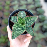 Sansevieria Cleopatra Green Rare Uniqe Snake Plant Green Plant