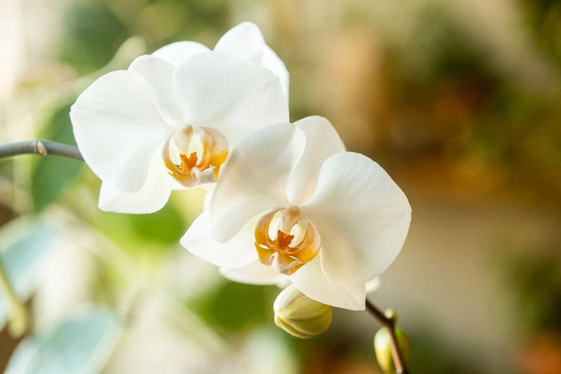 White Phalaenopsis orchid with three creamy blooms on slender stem