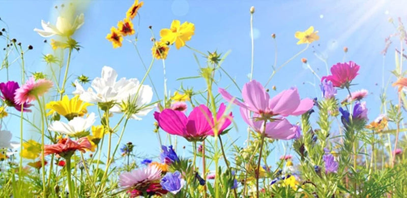 Drought Tolerant Wild Flower Seeds Kit - Bulk Flower Seed Mix for Planting Flowering Plants