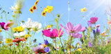 Drought Tolerant Wild Flower Seeds Kit - Bulk Flower Seed Mix for Planting Flowering Plants