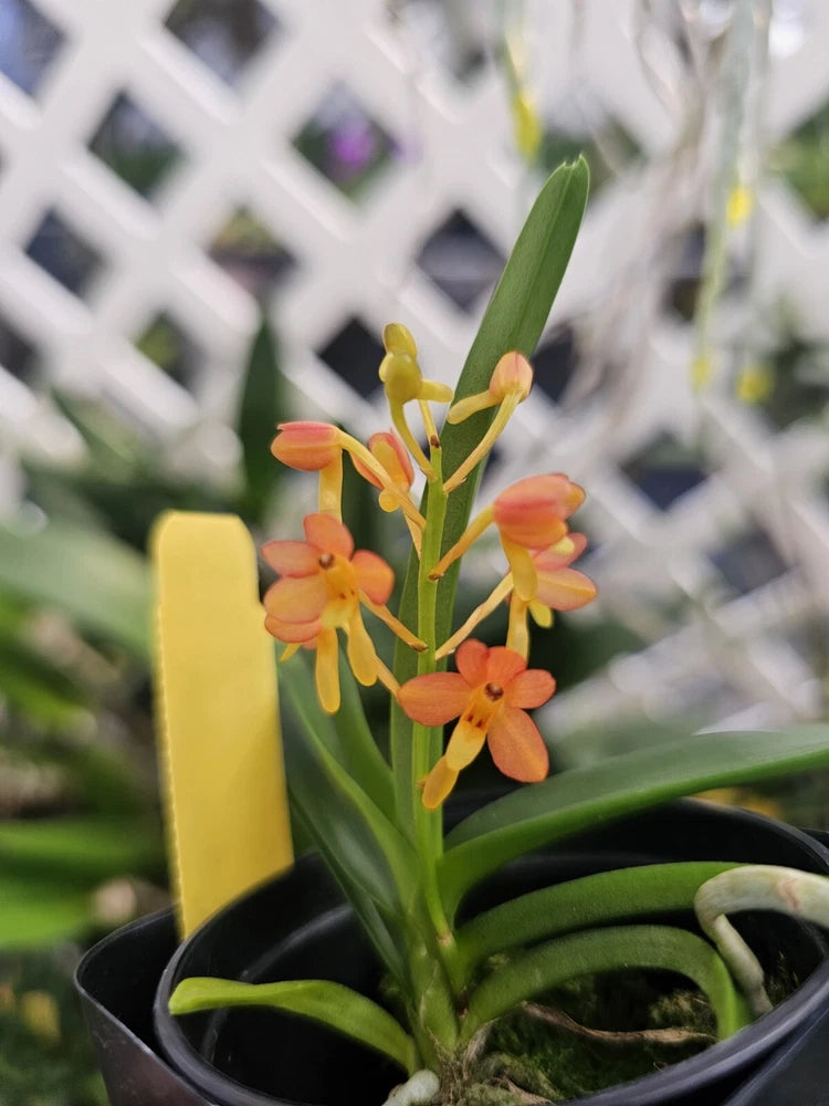 Potted orchid with orange and yellow flower spikes and green leaves