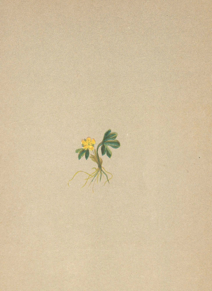 ALPENFLORA ALPINE FLOWERS. Ranunculus pygmaeus Wahlbg-Zwerghahnenfuss 1897 Ranunculus
