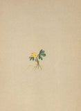 ALPENFLORA ALPINE FLOWERS. Ranunculus pygmaeus Wahlbg-Zwerghahnenfuss 1897 Ranunculus