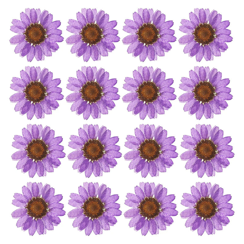 48Pack Dried Pressed Flower Natural Dried Daisy Flower Deep Purple Daisies