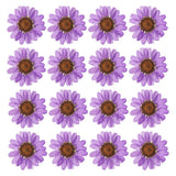 48Pack Dried Pressed Flower Natural Dried Daisy Flower Deep Purple Daisies
