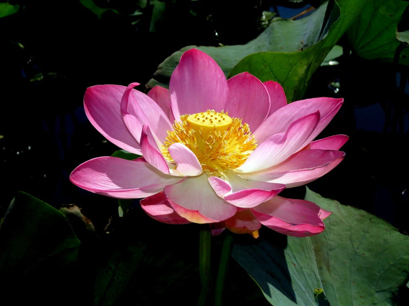 Nelumbo nucifera Pink, Sacred Lotus Flower Aquatic Lily - 5 Se eds Lily