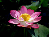 Nelumbo nucifera Pink, Sacred Lotus Flower Aquatic Lily - 5 Se eds Lily