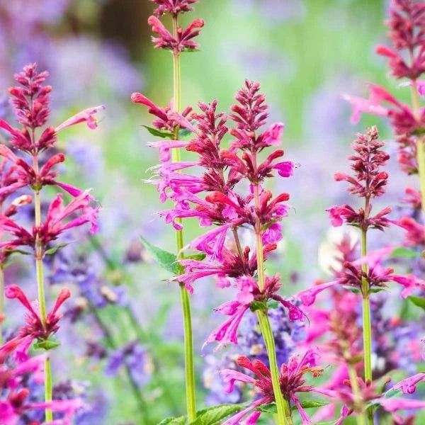 Agastache / Hummingbird Mint / Hyssop Live Plant, Healthy Starter Plant For SALE Flowering Plants