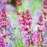 Agastache / Hummingbird Mint / Hyssop Live Plant, Healthy Starter Plant For SALE Flowering Plants