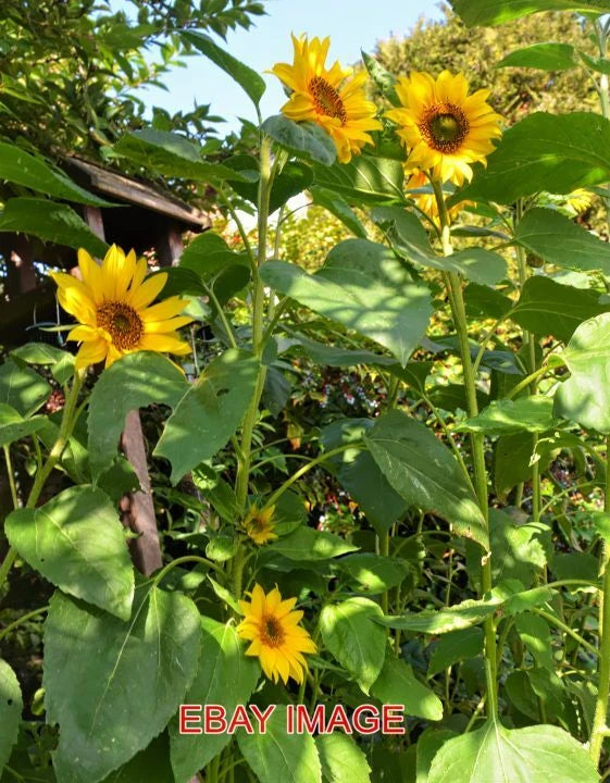 Yellow sunflower blooms on green leafy stems in a garden bed