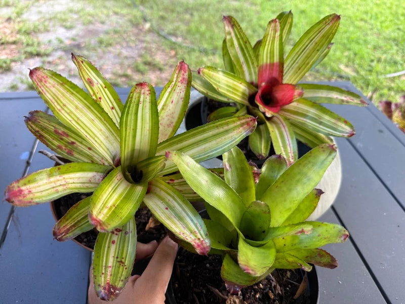Potted live bromeliad with green striped leaves and red flower-like center