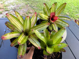 Potted live bromeliad with green striped leaves and red flower-like center