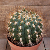 D3871 GYMNOCALYCIUM SAGLIONIS 15 YEARS OLD pot18-H16-W18 cm MaMa Cactus Green Plant