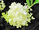 Annabelle Hydrangea - Hydrangea Arborescens - Nature Photography Hydrangea