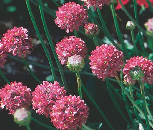 ARMERIA JOYSTICK MIX Armeria Maritima - 200 Bulk Seeds Garden Plants