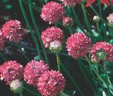 ARMERIA JOYSTICK MIX Armeria Maritima - 200 Bulk Seeds Garden Plants
