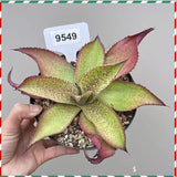 Agave Titanota Mangave CrazyCowlick Agavaceae Home Garden Plant 10-12CM Garden Plants