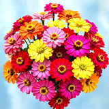 300+ ZINNIA HUMMINGBIRD LILLIPUT SEEDS AUTUMN MIX FLOWERS HUGE FREE SHIPPING Garden Plants