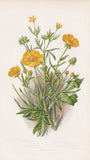 Ranunculus acris flowers botany botany Anne Pratt lithograph 1870 Ranunculus