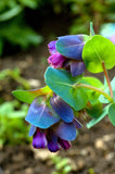 10 BLUE SHRIMP PLANT / HONEYWORT Cerinthe Major Flower Seeds *Flat S/H Flowering Plants