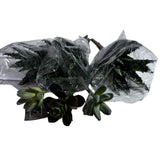 6 Various Artificial Succulents Faux Succulent Plants Home Garden Decor Green Plant
