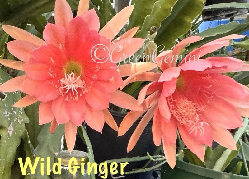 Wild Ginger orchid cactus with coral-pink blossoms and green stems