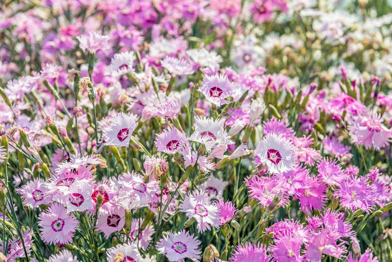 Mixed pink, purple, and white dianthus carnations with clustered ruffled blooms