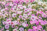 200 COTTAGE PINKS Mixed Colors (Garden, Laced, Feathered Pink) Dianthus Plumariu Carnation