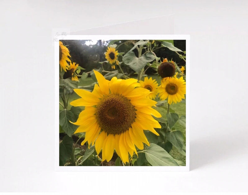 Golden Sunflower Cards, Flower Cards,Nature Cards, Blank Greeting Cards,Handmade Sunflower