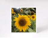 Golden Sunflower Cards, Flower Cards,Nature Cards, Blank Greeting Cards,Handmade Sunflower