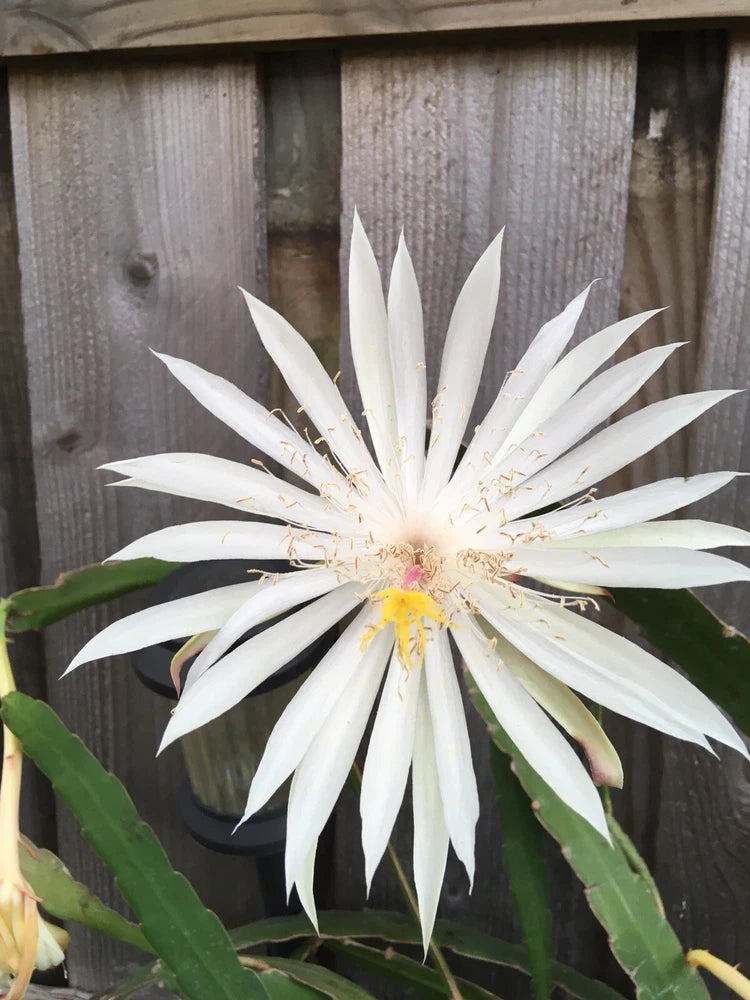 White orchid cactus flower with long petals and yellow center on green stems